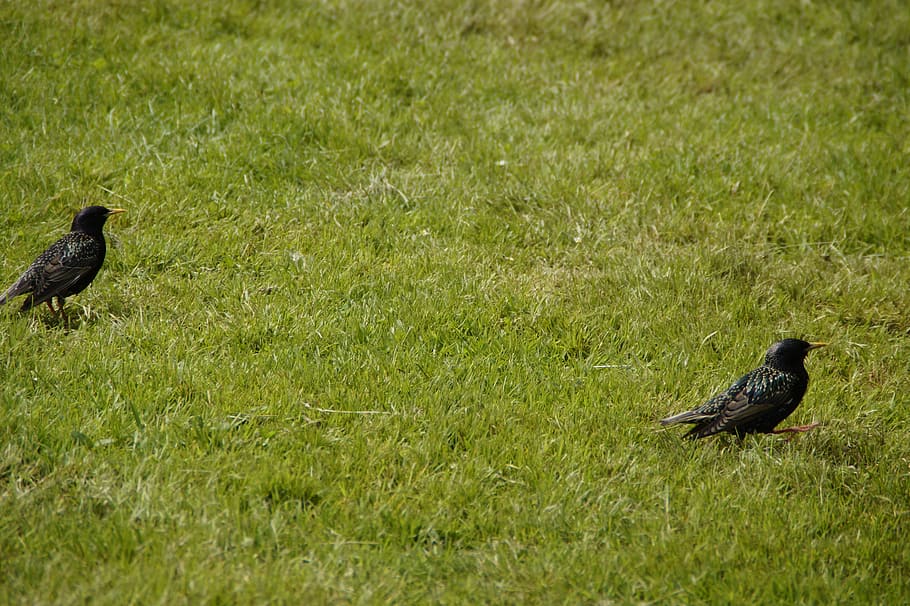 Stare, Birds, Meadow, Peck, Hop, migratory birds, foraging HD wallpaper