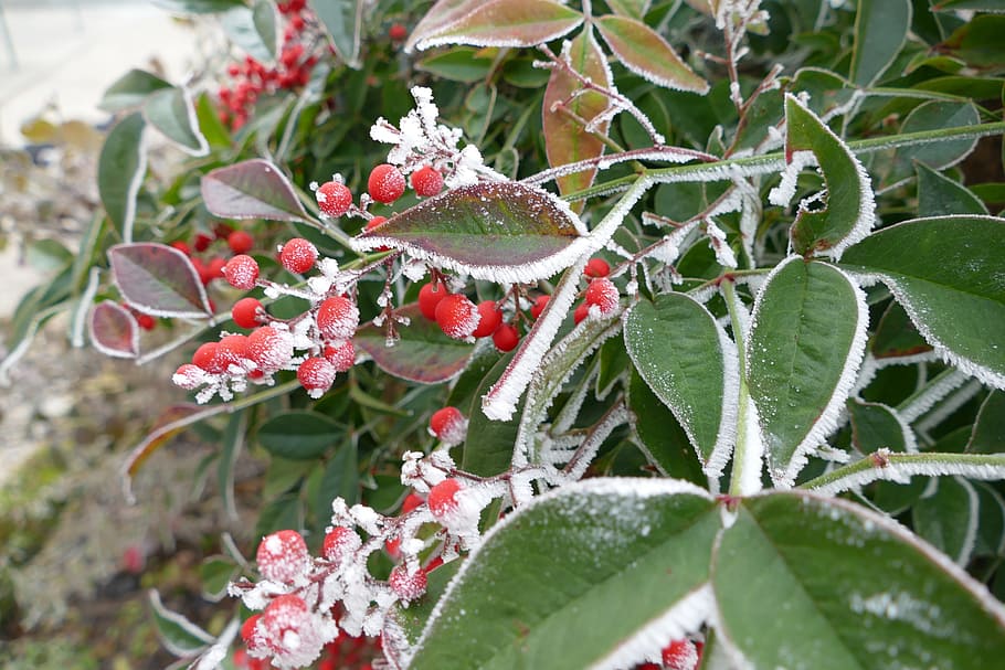 Flowers, Ice, Brina, Cold, Plants, Frost, berry, leaf, cold temperature HD wallpaper