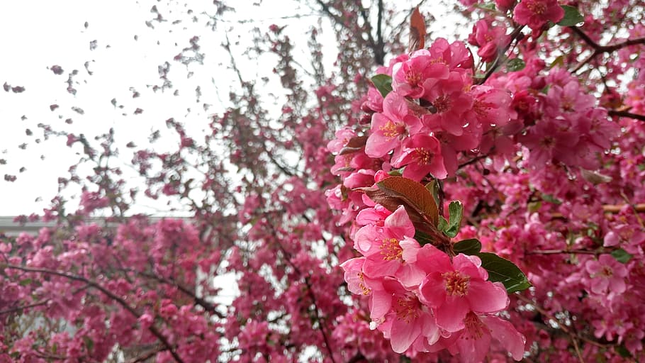 flower, nature, branch, flora, tree, blooming, bright, outdoors HD wallpaper