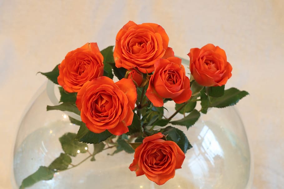 rose, flower, bouquet, petal, flowering plant, rose - flower HD wallpaper