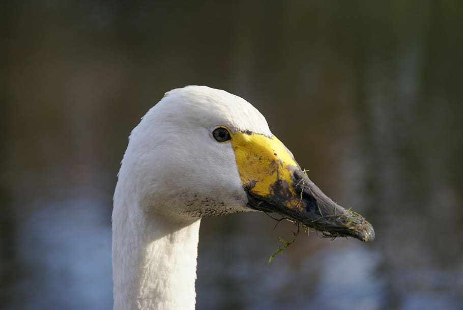 Swan, Nature, Lelystad, animals in the wild, one animal, bird HD wallpaper
