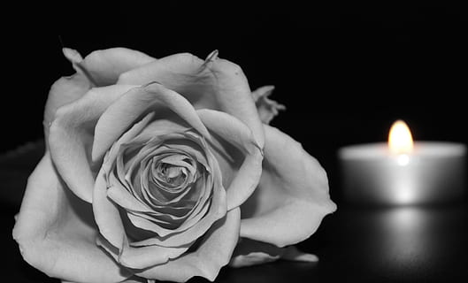 rose flower near selective color photography of tealight candle HD wallpaper