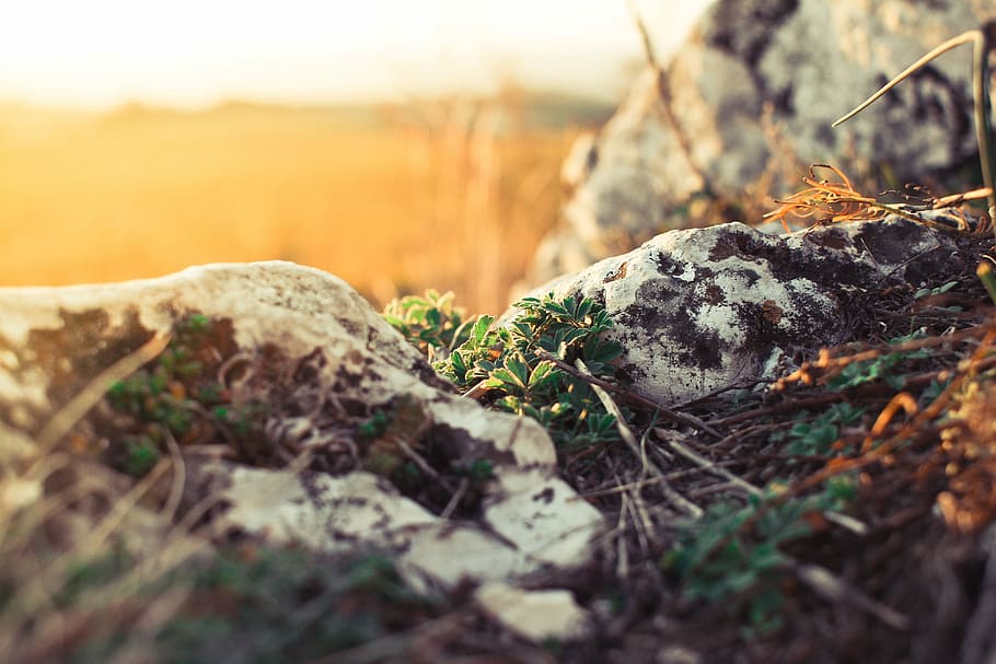 Plants and Rocks, nature, outdoors, no People, landscape, autumn HD wallpaper