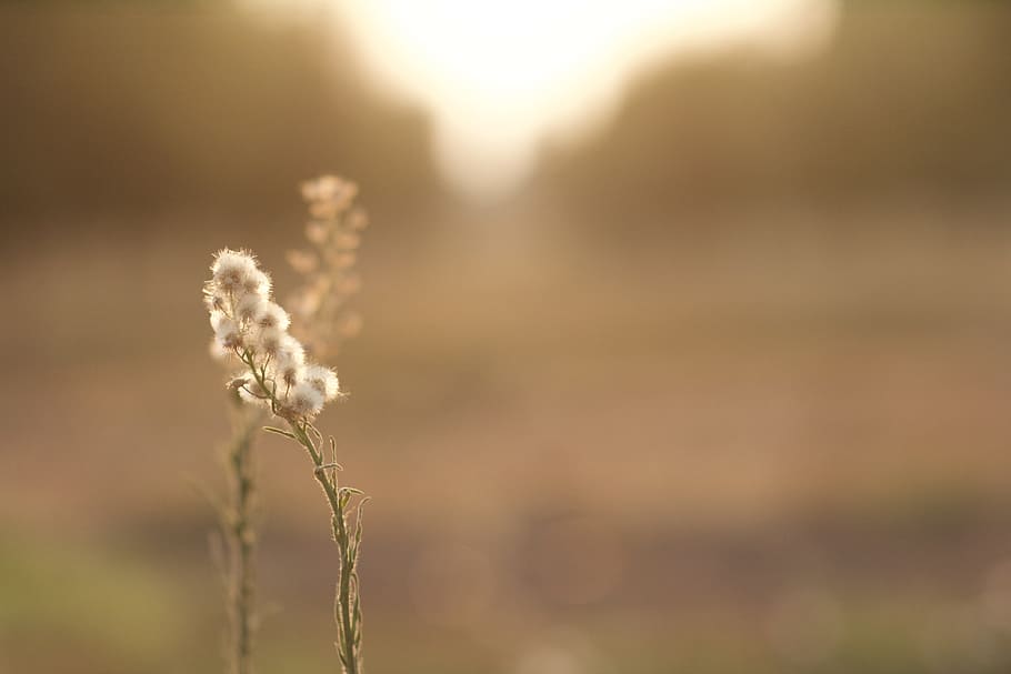 shallow focus photography of flowers, early, morning, farm HD wallpaper