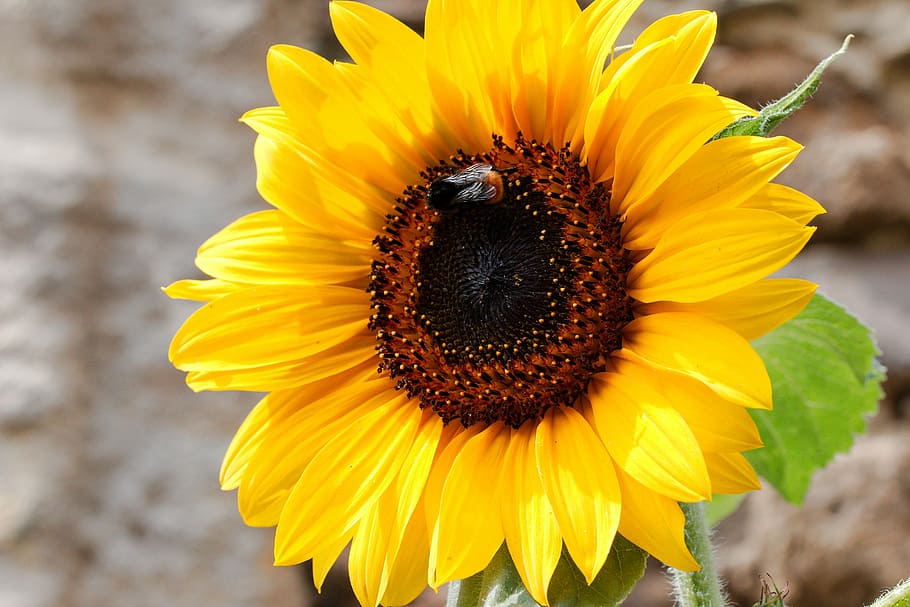 nature, plant, flower, summer, garden, leaf, close, sun flower HD wallpaper