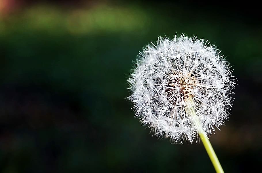 White Flower, dandelion, flora, nature, plant, flowering plant HD wallpaper