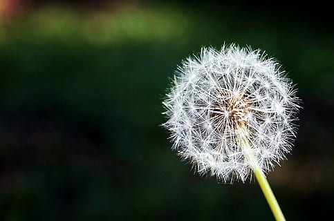 white dandelion, flower, flowers, nature, spring, plant, plants HD wallpaper