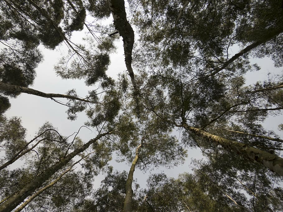 eucaliptus, eucalyptus, forest, tree, plants, nature, beauty HD wallpaper