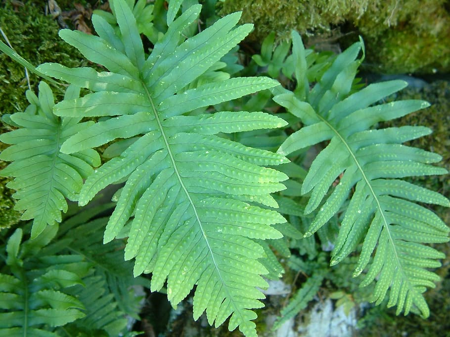 Fern, Plant, Green, Leaf, green color, nature, growth, no people HD wallpaper