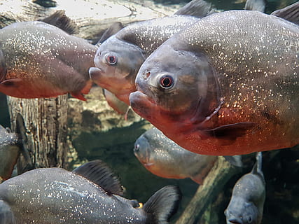 amazon, american, animal, water, background, black, creature HD wallpaper