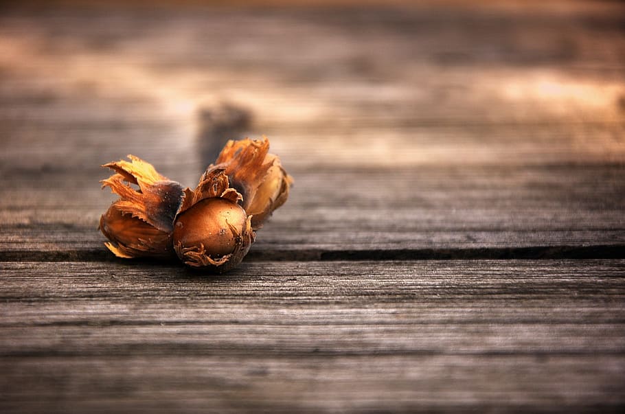 hazelnut, cinderella, hazelnuts, food, tasty, still life, tree fruit HD wallpaper