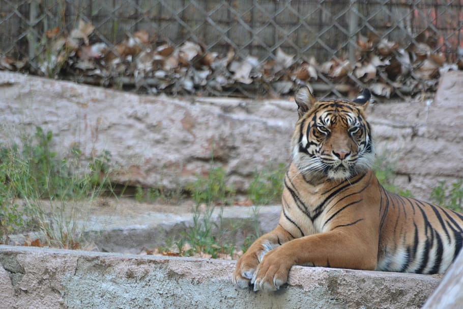 tiger, animals, nature, zoo, look, animal world, fauna, feline HD wallpaper
