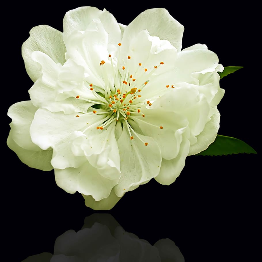 white petaled flower with reflection, plant, nature, floral HD wallpaper