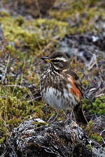 Turdus Iliacus, Thrush, redwing, wild life, bird, nature, camouflage HD wallpaper