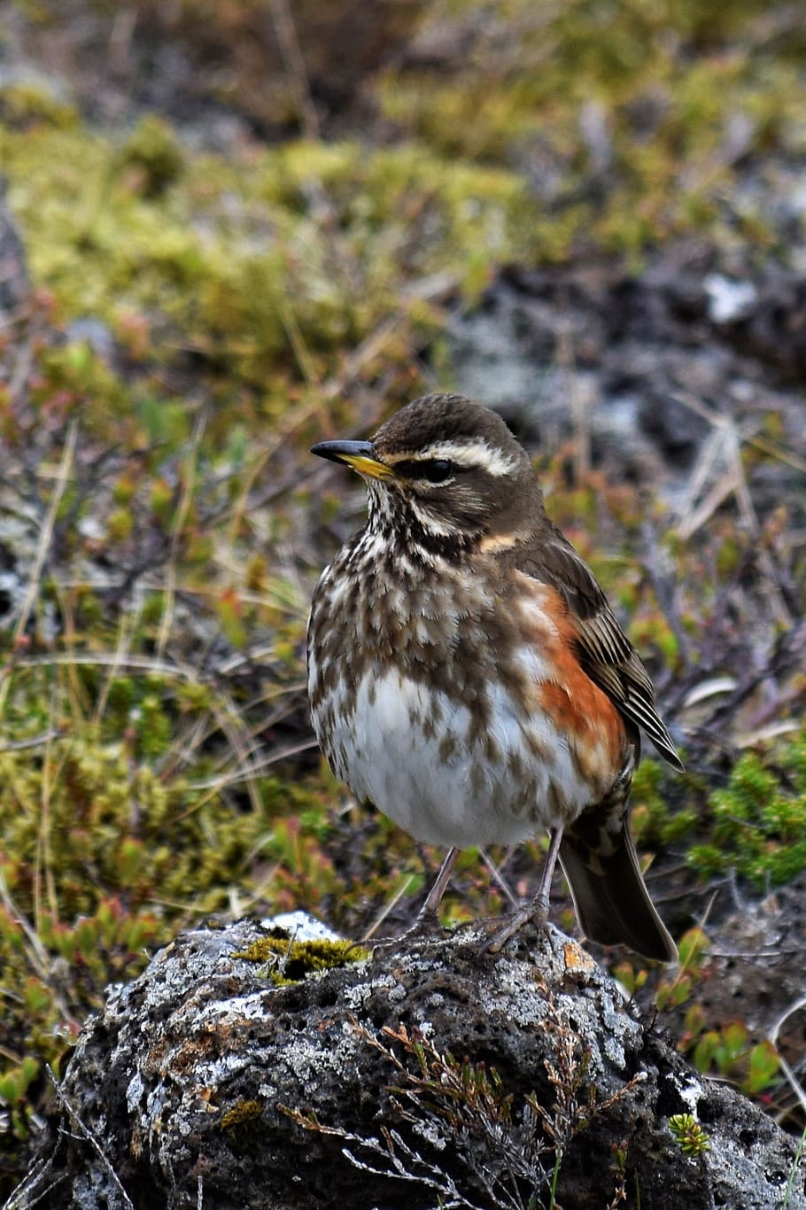 Turdus Iliacus, Thrush, redwing, wild life, bird, nature, camouflage HD wallpaper