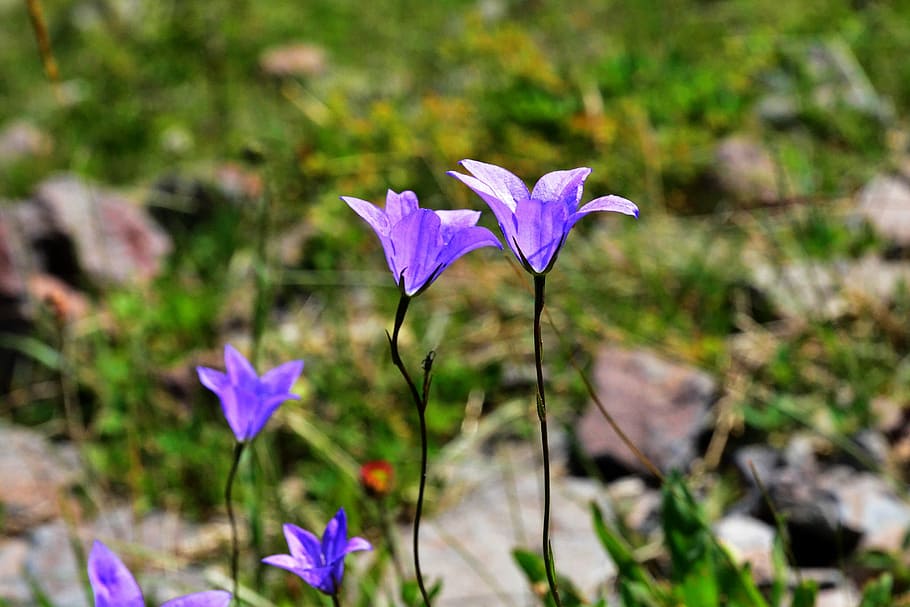 Nature, Flower, Plant, spring flowers, green, turkey plant, HD wallpaper