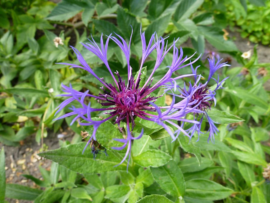 nature, summer, plant, garden, flower, cornflower, blossom HD wallpaper