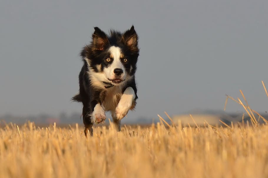 border collie running on field, running dog, summer, one animal HD wallpaper