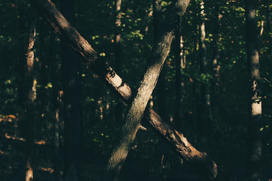 trees, forest, woods, branches, cross, outdoors, plant, land HD wallpaper