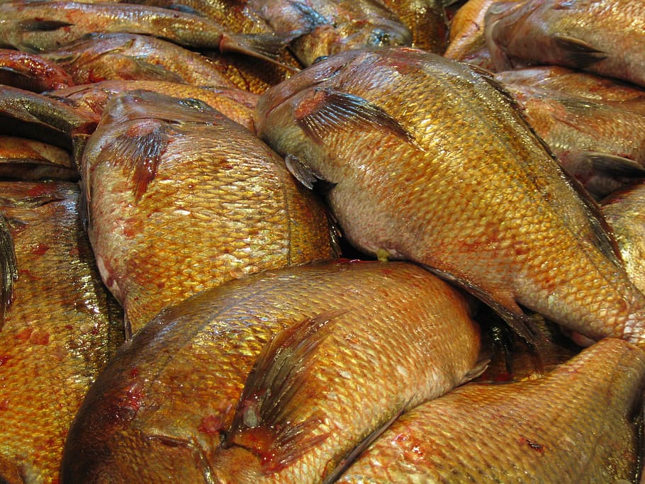 Fish, Market, Japan, Tokyo, Tsukiji, tourist, attraction, japanese HD wallpaper