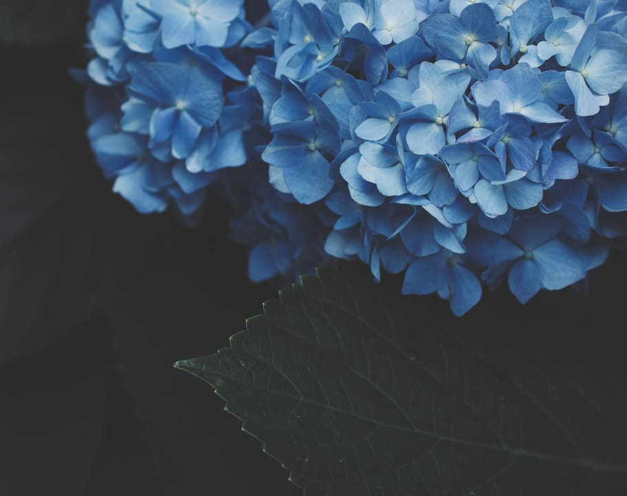 blue flowers plant, focus photo of blue flowers, leaf, hydrangea HD wallpaper