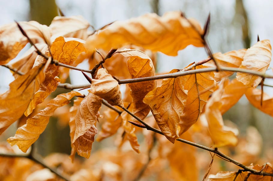 orange dried leaves, photo of withered leaves, tree, autumn, fall HD wallpaper