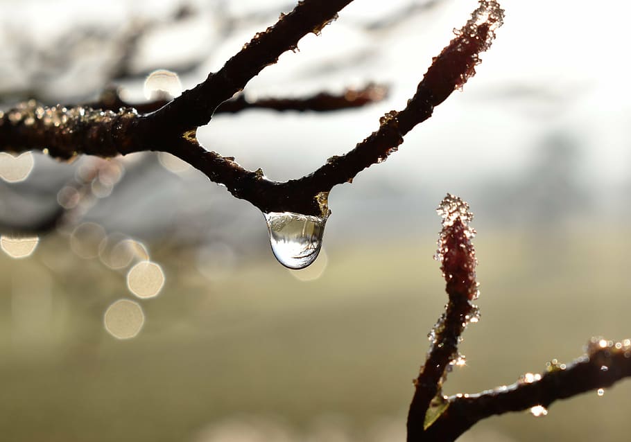 drip, dew, dewdrop, leaf, grass, drop of water, autumn, morgentau HD wallpaper