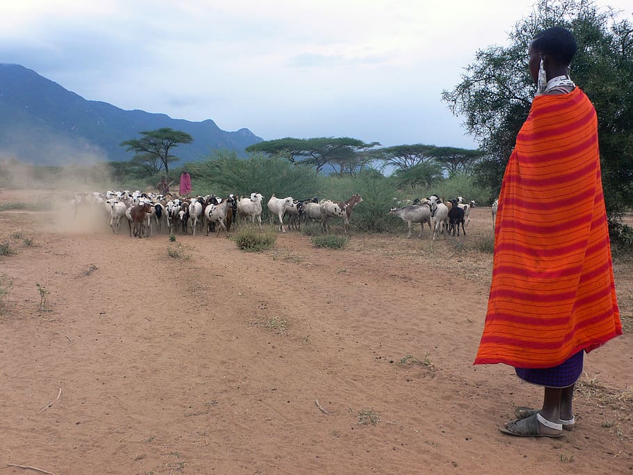 Walking goat, man in multicolored clothes near group of animals HD wallpaper