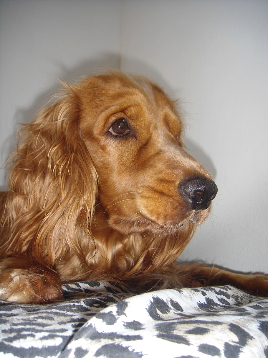 animal, dog, pet, cocker, cocker spaniel, one animal, pets HD wallpaper
