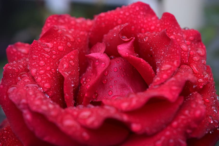 rose, red rose, blossom, bloom, rose blooms, romantic, wedding day HD wallpaper