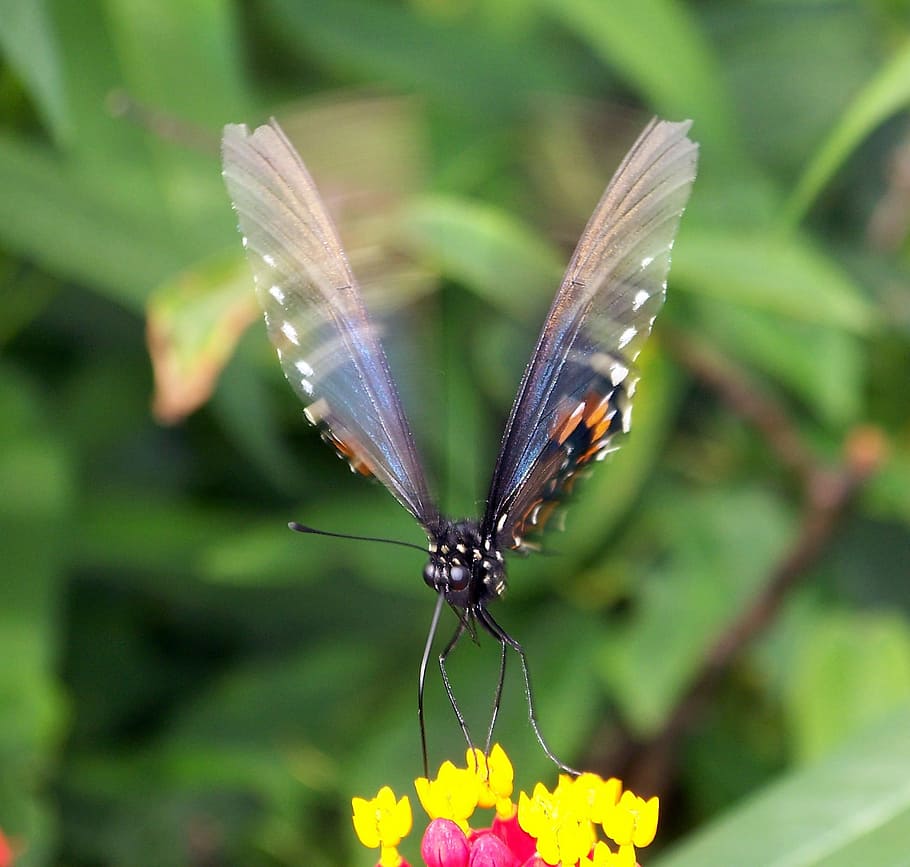 Butterfly, Insect, Moving, Wings, summer, motion, flower, animals in the wild HD wallpaper