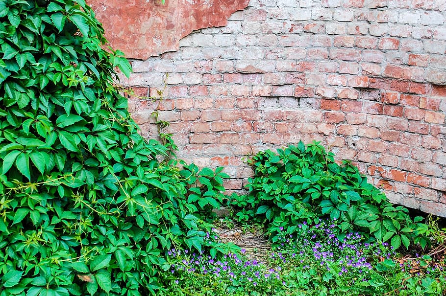 green leafed plant, wall, brick, structure, crack, concrete HD wallpaper