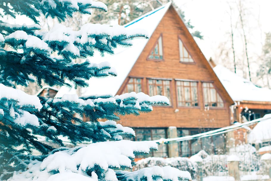 green pine trees with snow near brown house selective-focus photography HD wallpaper