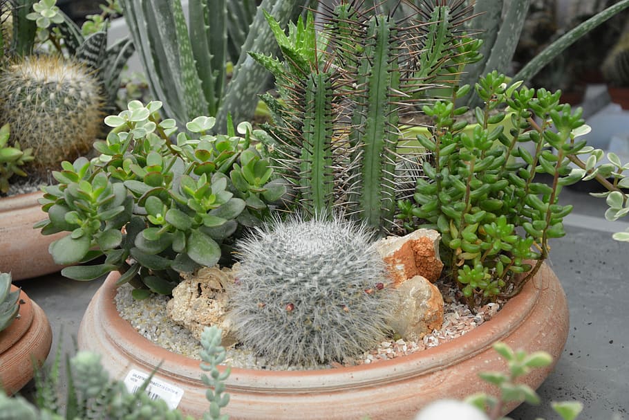 plants fat, cactus, pot, composition, nature, potted plant HD wallpaper