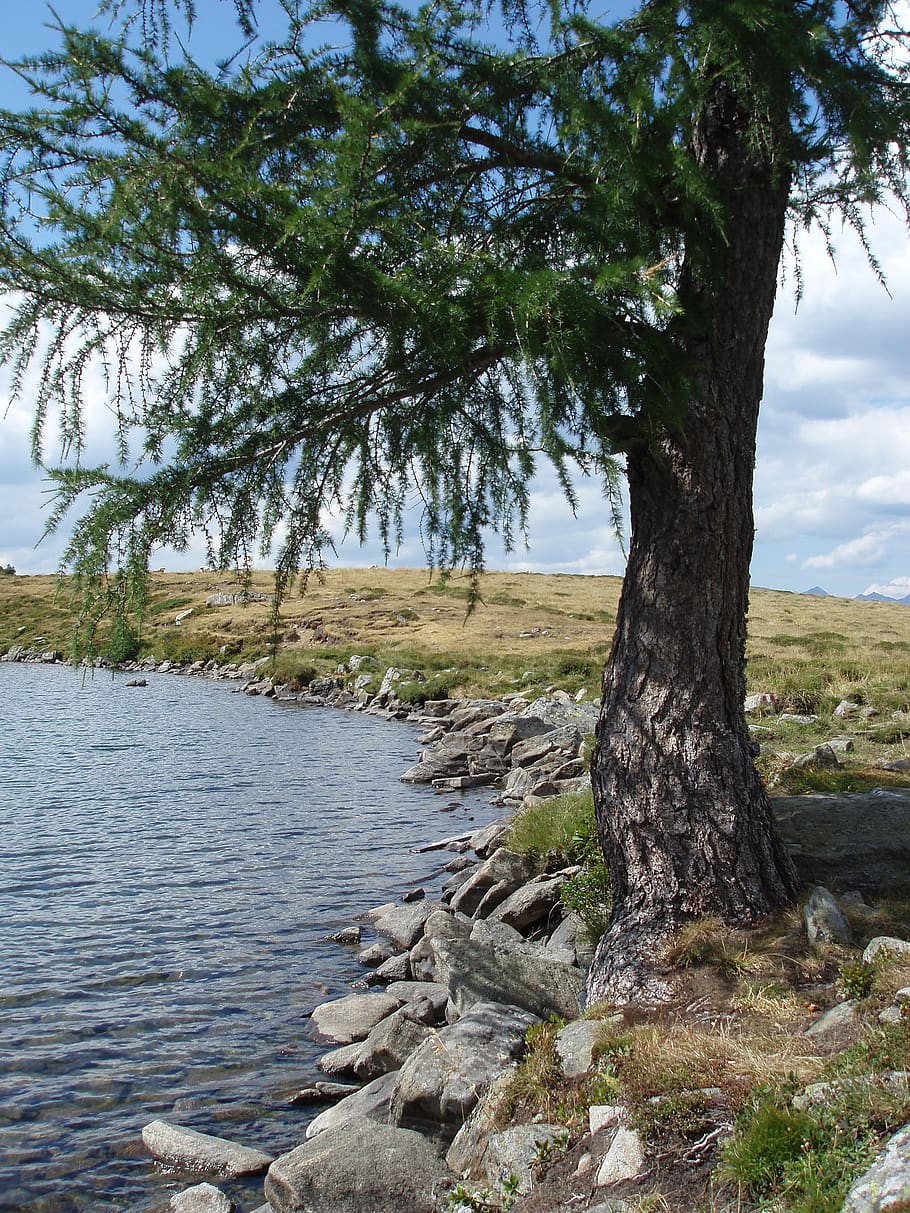 bergsee, tree, bank, salzburg, plant, water, tranquility, growth HD wallpaper