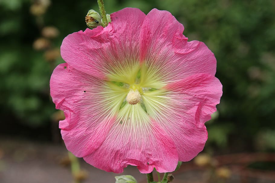 mallow, flower, bauer clove, close, pink, nature, plant, close-up HD wallpaper