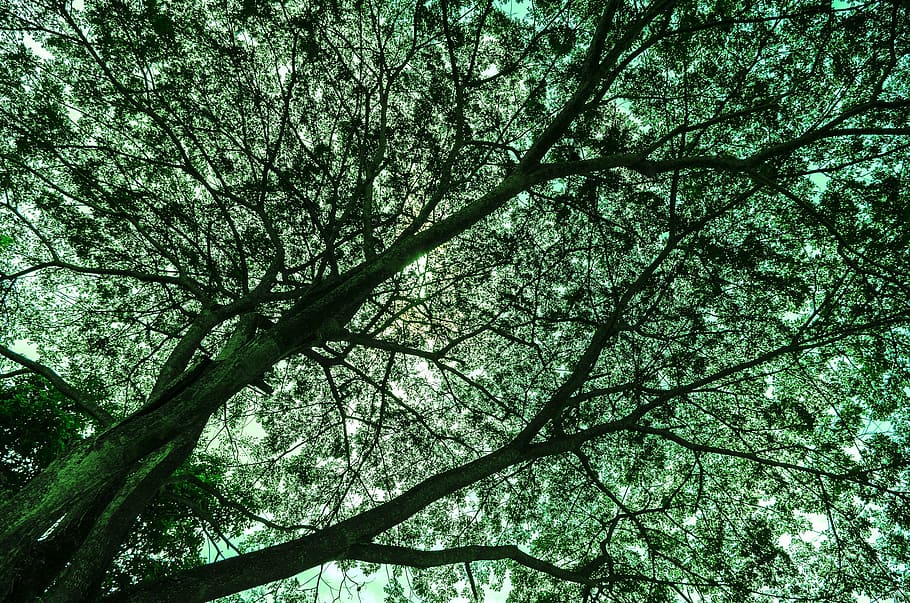tree, wood, leaf, landscape, nature, branch, lush, plant, no people HD wallpaper