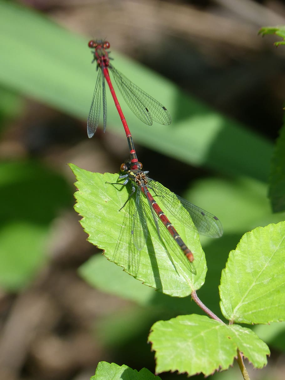 dragonfly, damselfly, couple, copulation, leaf, blackberry HD wallpaper