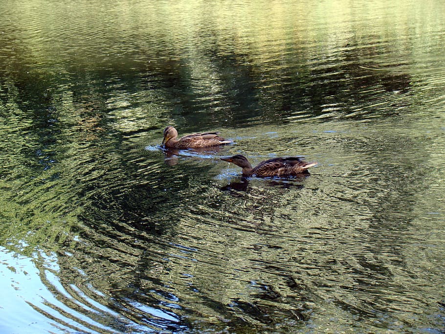 duck, wild ducks, pond, lake, reflection, glitter, ripple, pattern HD wallpaper