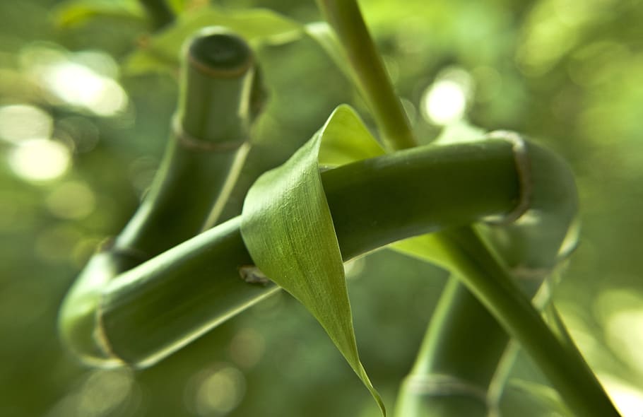 green leafed plant, bamboo, fresh, nature, natural, freshness HD wallpaper
