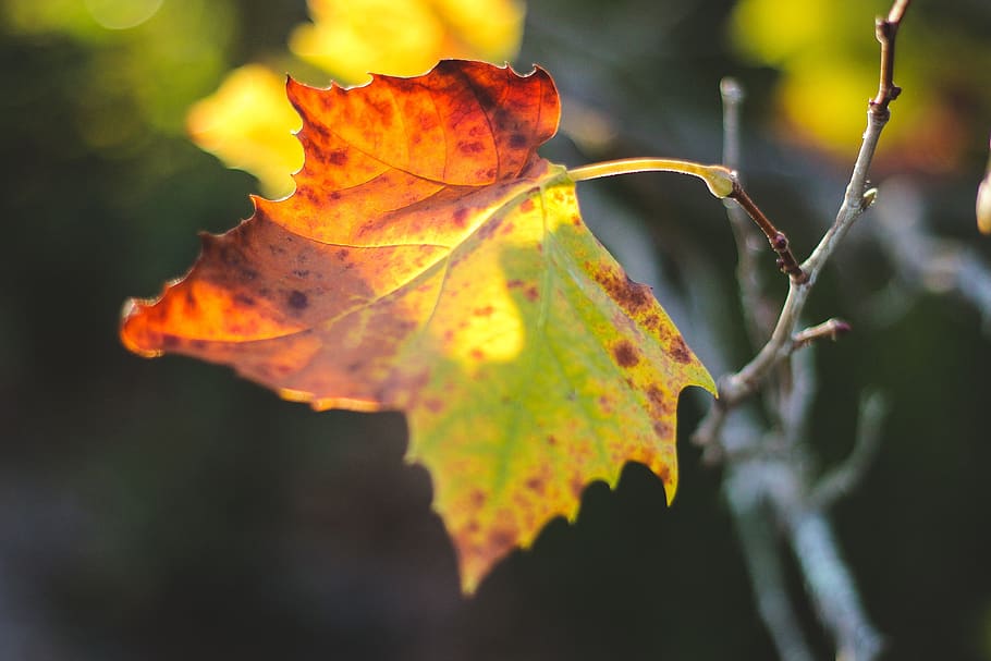 leaf, sunlight, nature, outdoors, plant part, autumn, close-up HD wallpaper