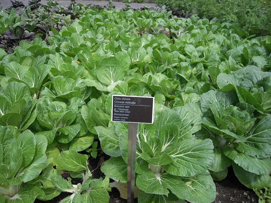 chinese cabbage, grassica rapa, vegetable, botanical garden HD wallpaper