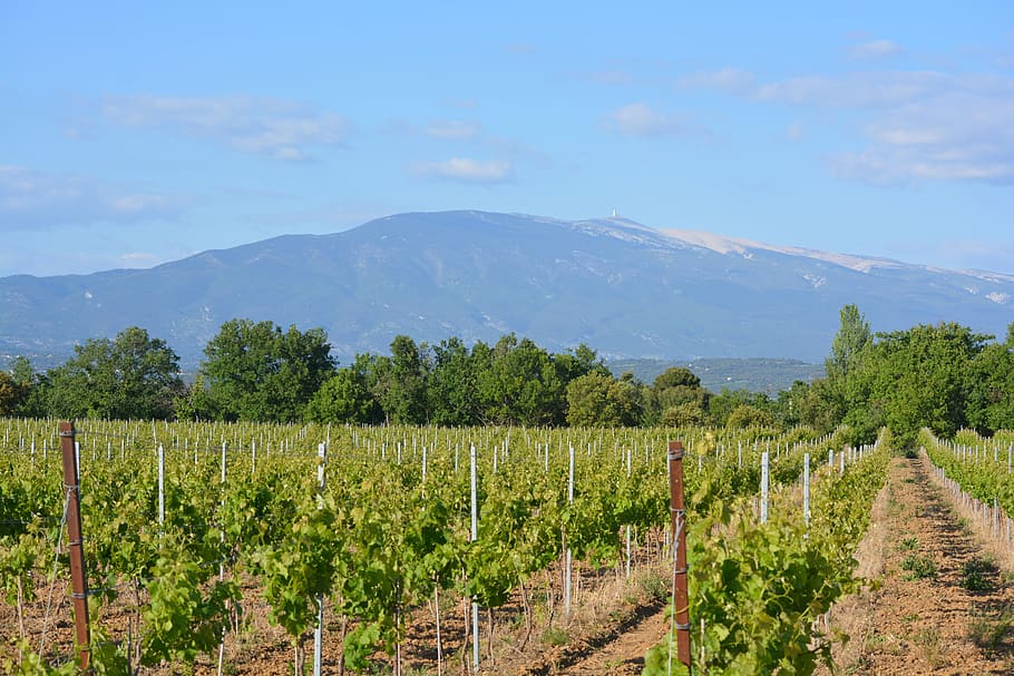Vineyard, Landscape, View, Nature, mont ventoux, panorama, mountains HD wallpaper