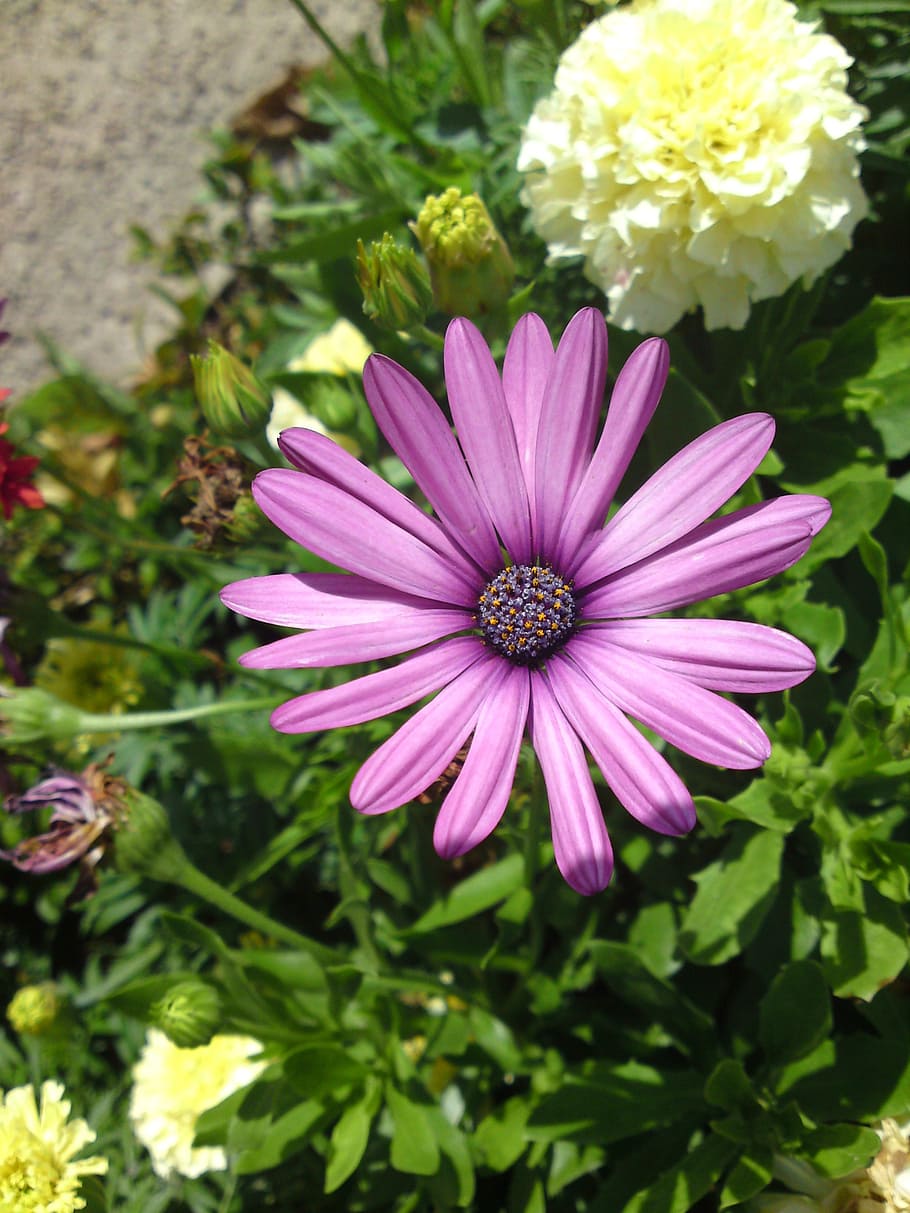 flower, blossom, bloom, purple, nature, spring, garden, balcony HD wallpaper