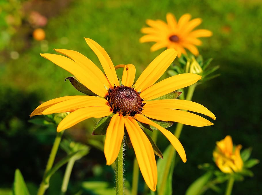 Sun Hat, Flower, Yellow, Blossom, Bloom, summer, bright, garden HD wallpaper