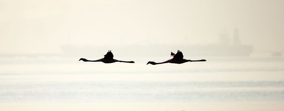 silhouette of two flamingos, birds, flight, wings, dom, nature HD wallpaper