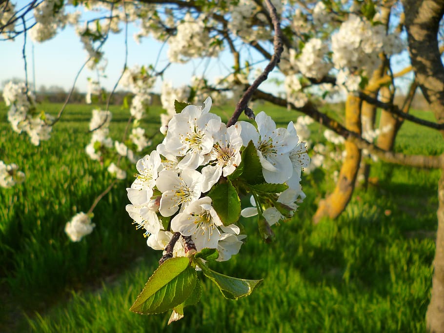 cherry, flowers, cherries, tree, plant, flowering plant, beauty in nature HD wallpaper