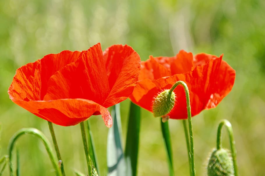 poppy, nature, meadow flower, plant, flowering plant, beauty in nature HD wallpaper