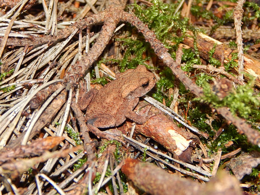 toad, common toad, frog, tree frog, forest, forest floor, animal HD wallpaper