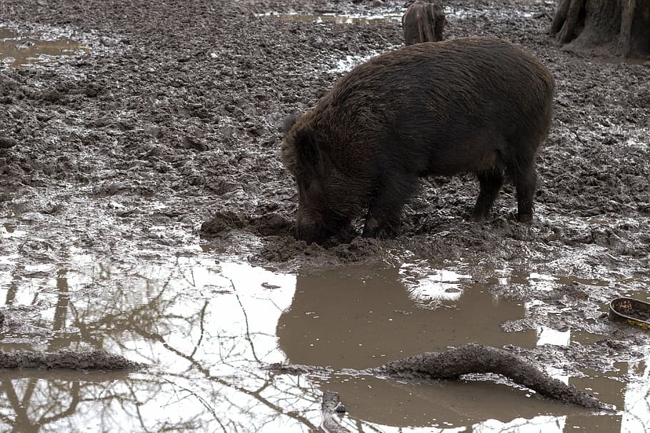 wild, wild boars, forest, nature, animal themes, mammal, one animal HD wallpaper